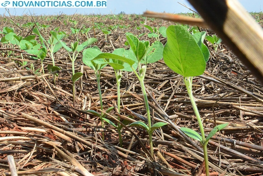 Com retorno das chuvas, plantio de soja já atinge 55% em Mato Grosso do Sul