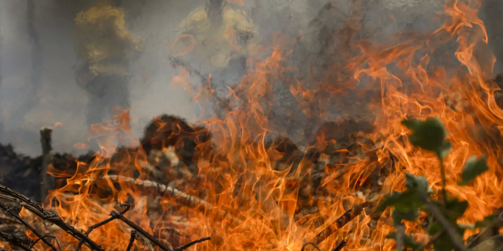 Mais de 25 mil animais foram resgatados de incêndios em 2024